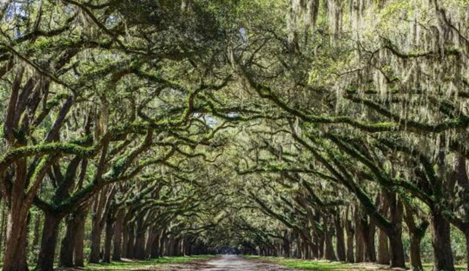 5Min To River Street, Dt - Spacious - Free Parking Savannah Kültér fotó
